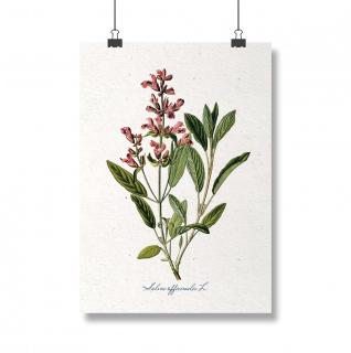 Poster Salvia, 13x18cm