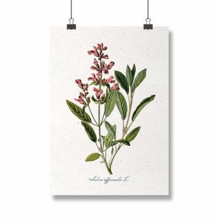 Poster Salvia, 21x30cm, ilustratie botanica clasica