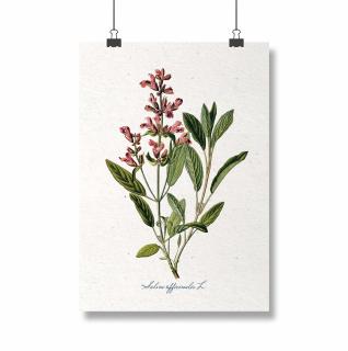 Poster Salvia, 21x30cm