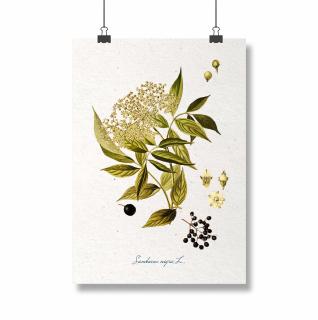 Poster Soc, 21x30cm, ilustratie botanica clasica