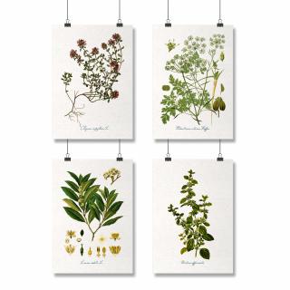 Set 4 Postere Condimente, 21x30cm, ilustratie botanica clasica