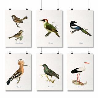 Set 6 Postere Pasari, 30x40cm, Vrabia, Ciocanitoarea, Pupaza, Cotofana, Graurul si Barza