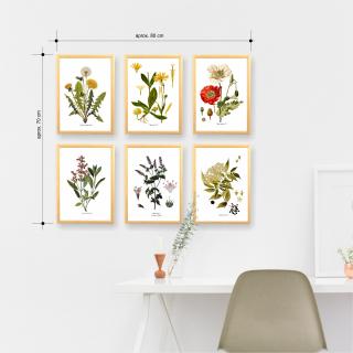 Set 6 Postere, Plante Medicinale, 13x18cm, Papadie, Menta, Mac, Soc, Salvia, Arnica
