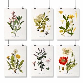 Set 6 Postere, Plante Medicinale, 21x30cm,  Papadie, Menta, Mac, Soc, Salvia, Arnica