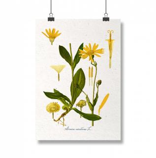 Tablou Arnica, 13x18cm, ilustratie botanica clasica