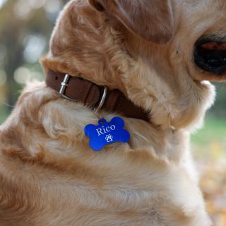 Dog tag personalizat albastru, medalion pentru catei in forma de os, gravat cu nume si simbol