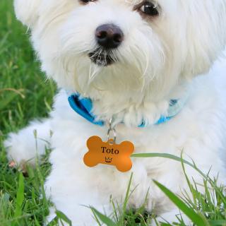 Dog tag personalizat auriu, medalion pentru catei in forma de os, gravat cu nume si simbol