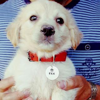 Dog tag personalizat, cu nume simbol, medalion pentru animale de companie, gravat pe banut din aluminiu