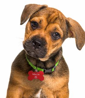 Dog tag personalizat, medalion pentru animalele de companie  in forma de os, gravat cu nume si simbol