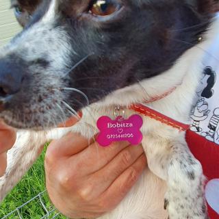 Dog tag personalizat roz, medalion pentru catei in forma de os, gravat cu nume si simbol