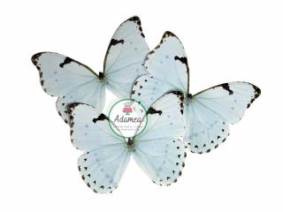 Topper de tort cu fluture mare bleu deschis
