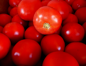 Bobcat F1, 1000 sem, seminte de tomate determinate