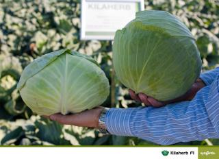 Kilaherb F1, 2500 seminte