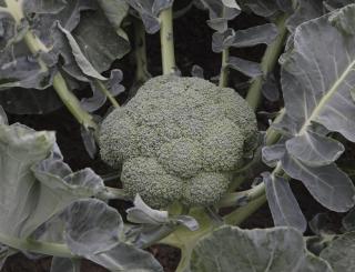 Seminte de broccoli Batory F1, 2500 seminte