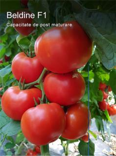 Seminte de tomate nedeterminate Beldine F1, 500 sem