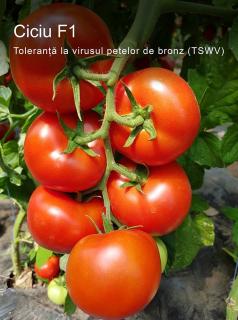 Seminte de tomate nedeterminate Ciciu F1, 500 sem