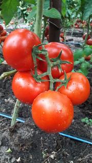 Seminte de tomate nedeterminate Dinakor F1, 500 sem