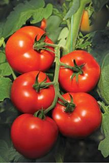 Seminte de tomate nedeterminate Izmir F1, 500 sem