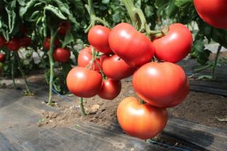 Seminte de tomate nedeterminate, Malduo F1, 500 sem