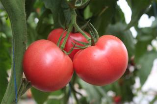 Seminte de tomate nedeterminate Mamston F1, 500 sem