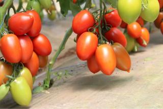 Seminte de tomate nedeterminate, prunisoare, Bacalar F1, 500 sem