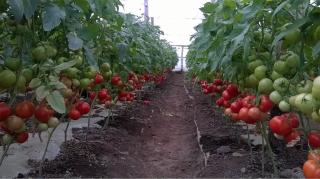 Seminte de tomate semideterminate Gravitet F1, 500 sem