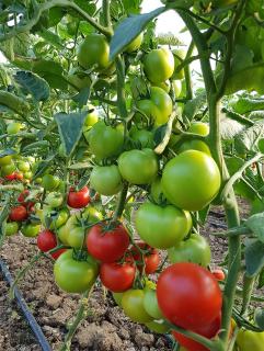 Seminte de tomate semideterminate Kaponet F1, 500 sem