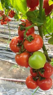 Seminte de tomate semideterminate Melanet F1, 500 sem