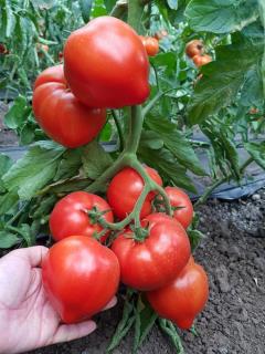 Seminte de tomate semideterminate Pekonet F1, 500 sem