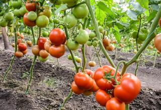 Seminte de tomate semideterminate Qualitet F1, 500 sem