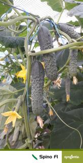 Spino F1, Seminte de castraveti cornison