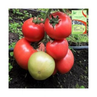 TOMATE  ROZ  HTP-11  F1