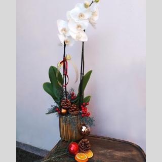 Orhideea Phalaenopsis in vas ceramic