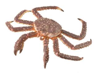 Figurina Crab Regal XL