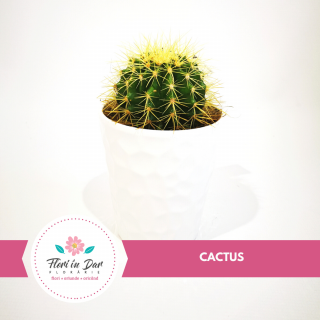 Cactus