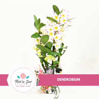 Dendrobium ,   Orhidee