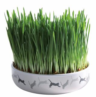 Bol Ceramic Cu Seminte De Orz Pentru Iarba, 15x45 cm 50 g, 42341