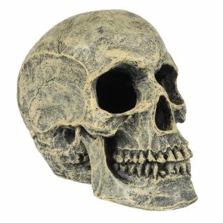 Decor Craniu, 16x10.5x13.2 cm, L234 449103