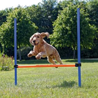 Obstacol Pentru Caini, Fun Agility, Plastic, 123x115 cm, 3207t