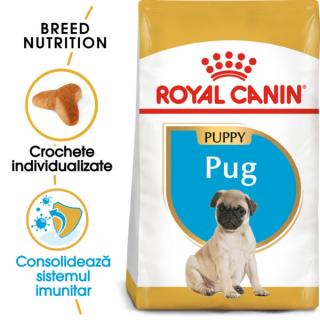 Pug Puppy 1.5kg