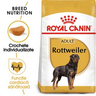 Rottweiler Adult