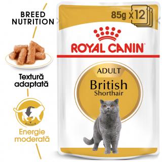 Royal Canin British Shorthair 12x85g