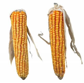 Stiuleti De Porumb, Pentru Rozatoare, 2 buc. 250 g, 60288t