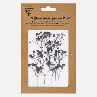 Flori uscate - Floarea Miresei Gypsophilia