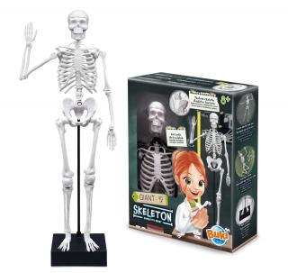 Schelet Gigant 45 cm - Anatomie pentru copii