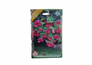 Begonia Pendula Pink CAT 3