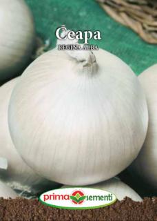 Ceapa Regina Alba 1.5g