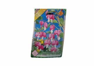 Cerceii doamnei   Dicentra spectabilis Pink CAT 1