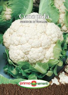 Conopida Precoce Di Toscana 1 g