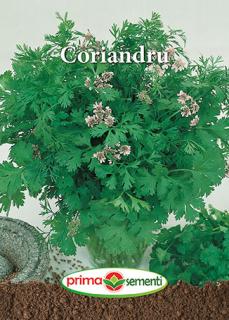 Coriandru   Coriandrum sativum 5 g